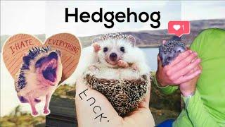 Домашний еж / Дикий еж. Наглядная разница. | Domestic hedgehog / Wild hedgehog. A clear difference 