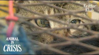 Hunted Stray Cats Drool In Fear Waiting For Their Turn To Be Boiled (Part 1) | Animal in Crisis EP87