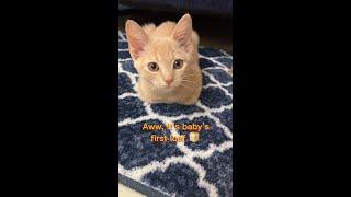 Baby's First Loaf  #cats #catloaf #funnycats