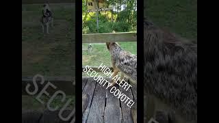 HIGH ALERT!️ #weavethecoyote #duckholliday #rickybobby #ittybitty #coyote #fort #fortnite #animals
