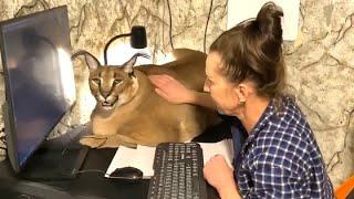 Big Floppa Wants to Stay with Owner : Caracal