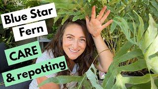 Blue Star Fern Care and Repotting - MASSIVE FERN!