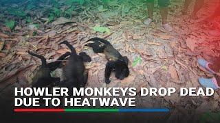 Mexico's howler monkeys dropping dead in fierce heatwave | ABS-CBN News