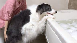 Brave Border Collie Dog Really Hates Bath Time Because…