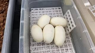 How to incubate Ball Python eggs.