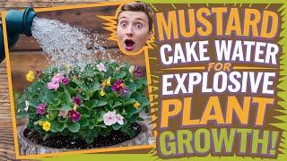 Boost Your Plant’s Growth & Flowering with Mustard Cake Water 