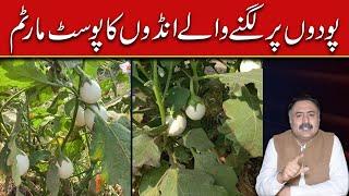 Egg Tree Real or Fake | Plant Tree Growing Real Eggs?