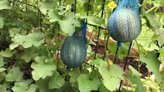 Vertical Growing Cantaloupe Garden