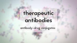Therapeutic antibodies (Part 3): antibody-drug conjugates