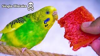 Food You Should Never Give to Budgie ️