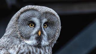 Owl Sounds To Scare Rats | HQ