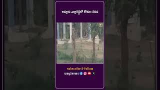 అడ్లూరు ఎల్లారెడ్డిలో కోతుల బెడద | Nizamabad | Telangana | Way2news Telugu