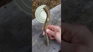 Survival Bushcraft Skills: Lifehack Sharp Knife from a Metal Lid. #survival #lifehacks #camping