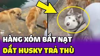 Bị chó hàng xóm BẮT NẠT, cô gái dắt NGÁO HUSKY ra TRẢ THÙ  | Yêu Lu Official