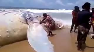 O.M.G!! Why Are People Eating This! , Big Whale Landed In Lagos Nigeria