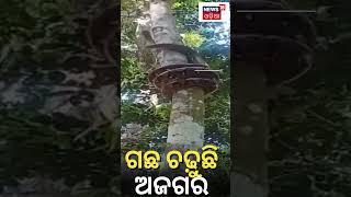 Massive python climbs up tree within seconds, video goes viral | Odia News