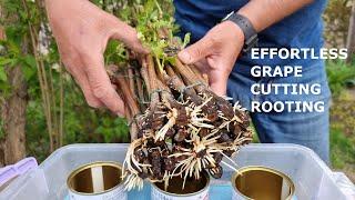 Streamlined Grape Cutting Rooting: No-Fuss Water Propagation