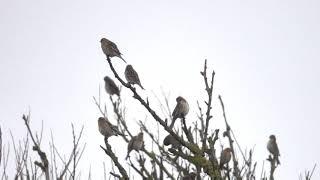 Twite (Linaria flavirostris) Southport