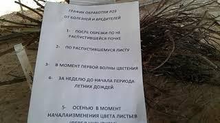 обработка роз от болезней и вредителей, питомник роз Полины Козловой, rozarium.biz