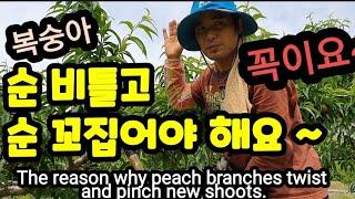 순 비틀기ㆍ꼬집기 해야 내년 복숭아농사가 잘됩니다! The reason why peach branches twist and pinch new shoots.