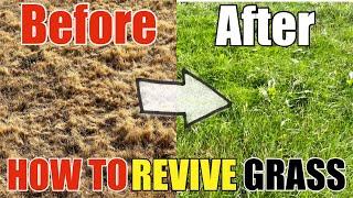 How To Revive Dead Grass Lawn DIY How to Go From Dry Grass to Beautiful Green Grass Step by Step