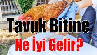 TAVUK BİTİNE NE İYİ GELİR % 100 KESİN ÇÖZÜM MUTLAKA DENEYİN