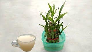 Best effective natural fertilizer for any indoor water plants | Specially lucky bamboo plants