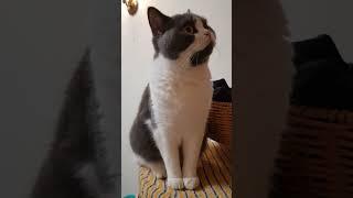 Happy and Cute funniest cat  #shorts #shortbeta #shortviral #tiktokindonesia #tiktok #youtubeshorts