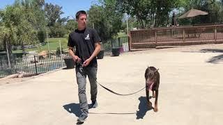 How to give a proper leash correction in order to transition to off leash control