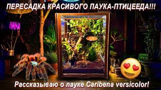 Пересадка паука-птицееда Caribena versicolor в новый террариум! Рассказываю о пауке и террариумах!