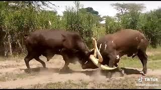 Ankole bulls weigh strengths at SKV Farm Karagwe Kagera Tanzania