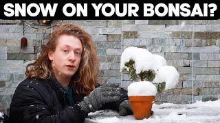 Bonsai in Winter!Snow on Your Trees?️