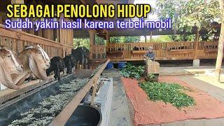 Gak Sia Sia, Berkat Kesabaran Dan Ketekunan Akhirnya Terbeli Mobil Dari Ternak Kambing