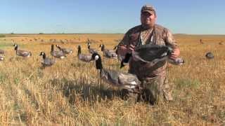 Canada Goose Hunting with White Rock Decoys