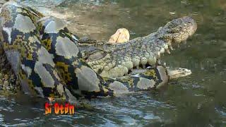 Battle of Reptile, Crocodile VS Python