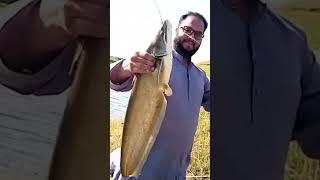 Big size Catfish 