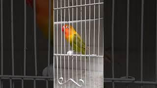 Lovebird Glamor cucu dari Lovebird Gadis Muda