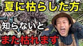 【原因はこれ】植物をまた枯らさない方法教えます            【カーメン君】【園芸】【ガーデニング】【初心者】