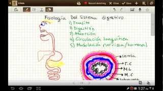 (parte 1) Fisiologia del sistema digestivo