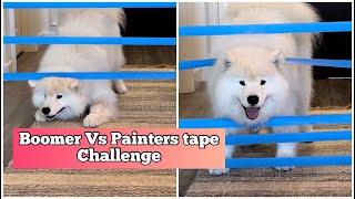 My dog tries the painter's tape challenge | Is he just hiding his super powers?