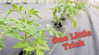 Making your Tomato Plants 10x more Productive 2.0