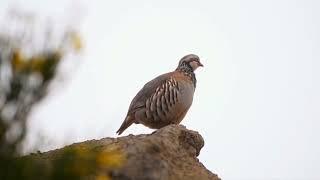 Rothühner Madeira Gebirge