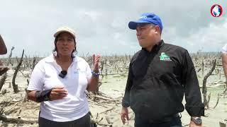 Jamaica hurrying to restore mangroves: Death of a 1000cuts