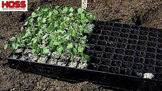 AN EASY WAY TO PLANT OKRA FOR QUICK HARVESTS!