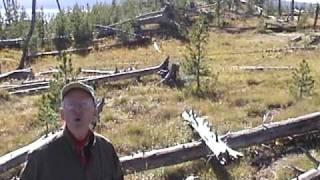 Deer Mauled by two bear cubs