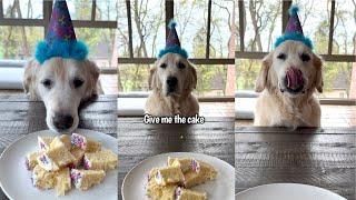 My Senior Golden Retriever Celebrates His 11th Birthday!