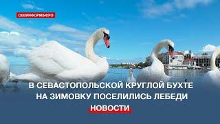 В Севастополь прилетели белые мигранты: в Круглой бухте поселились лебеди