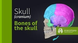 Skull (cranium) - Overview of the bones of the skull (Anatomyka app 3D model)