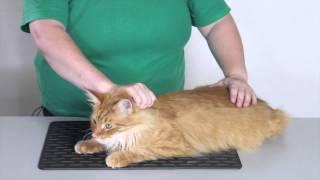 Behavior and handling: How to restrain a cat