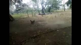 A hen protects her chicks from a sparrowhawk attack